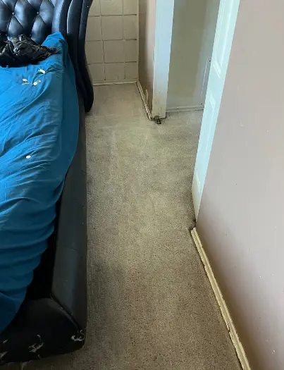 Same carpet after deep steam cleaning in Calgary