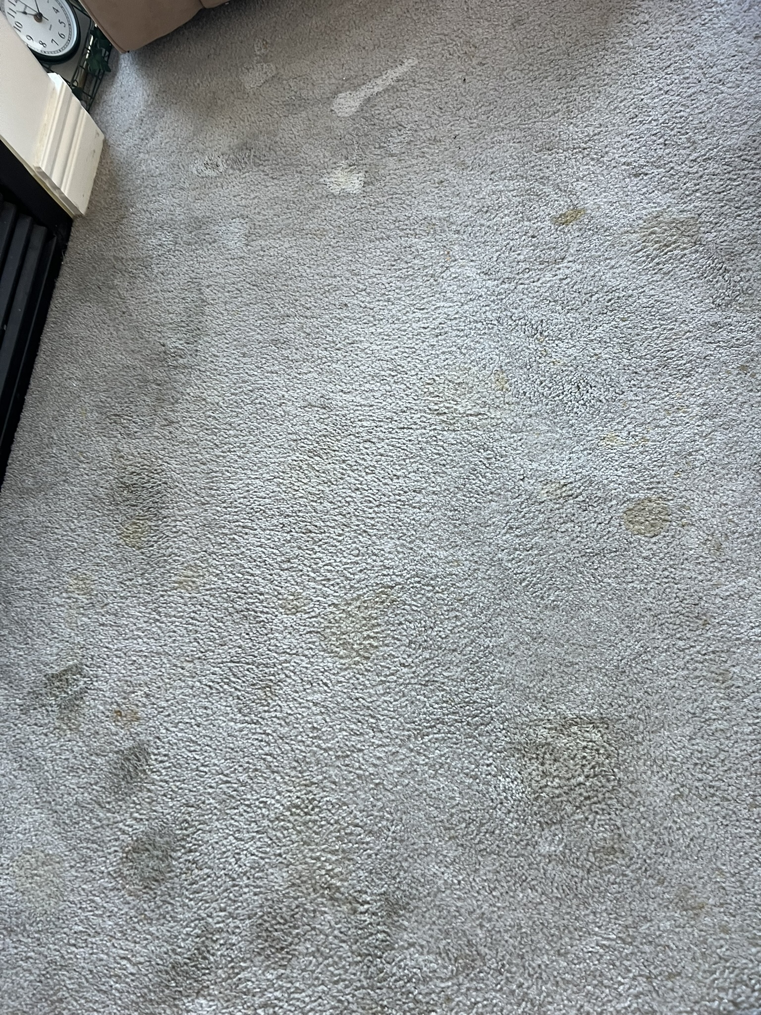 Pet Urine Treatment — Deep Clean & Odor Removal — before cleaning