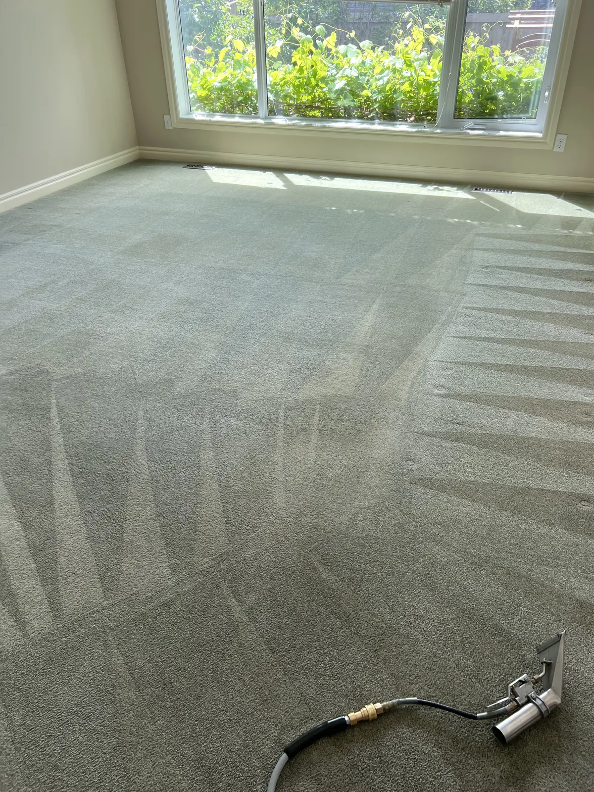 Living Room Carpet - Mid-Clean vs Finished Result — after cleaning